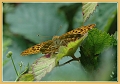 silver washed fritillary butte-4